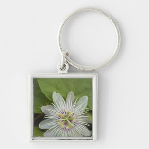 Galapagos Passion Flower Passiflora foetida Key Ring