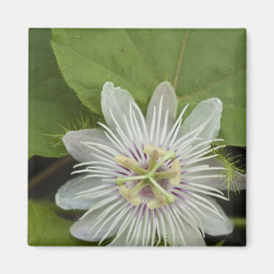 Galapagos Passion Flower Passiflora foetida Magnet
