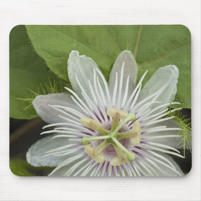 Galapagos Passion Flower Passiflora foetida Mouse Pad (Front)