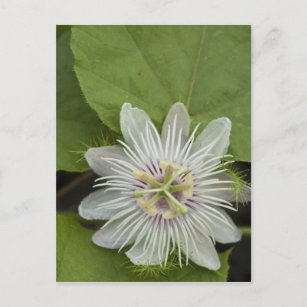 Galapagos Passion Flower Passiflora foetida Postcard