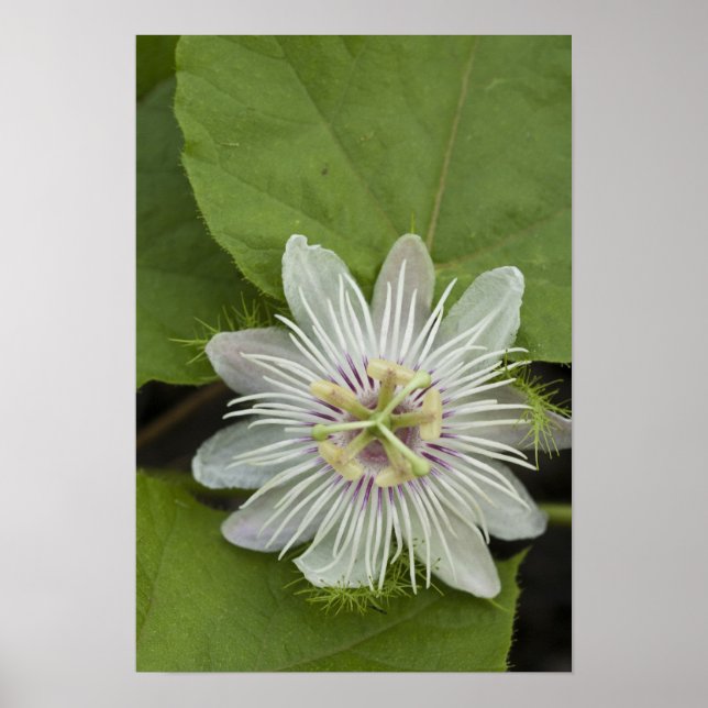 Galapagos Passion Flower Passiflora foetida Poster (Front)