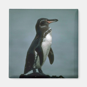 Galapagos' Penguin On Lava Rock Magnet