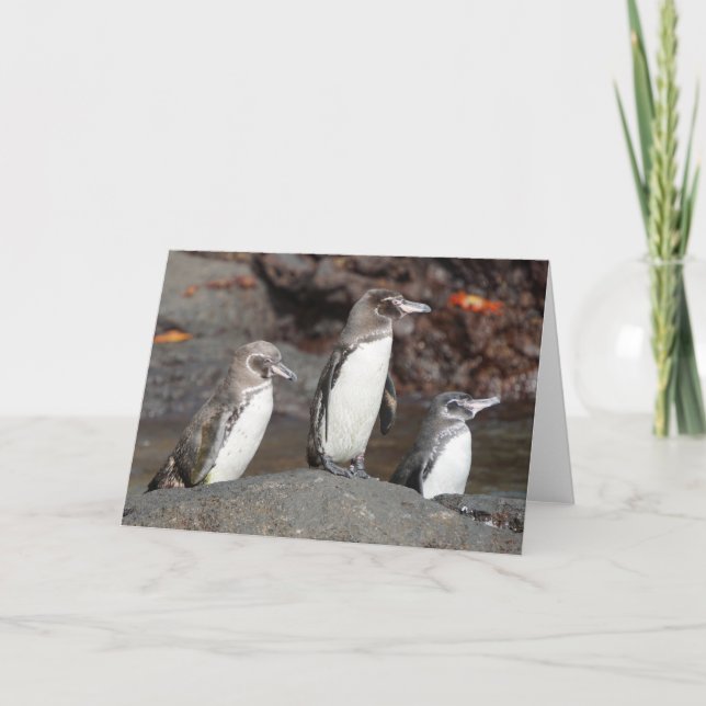 Galapagos Penguins Folded Greeting Card (Front)