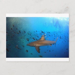 Galapagos reef shark postcard