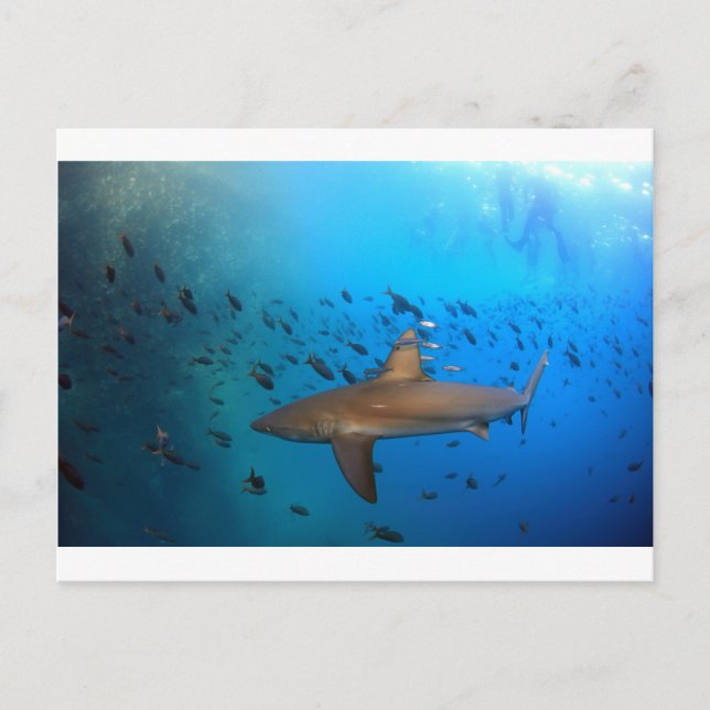 Galapagos reef shark postcard (Front)