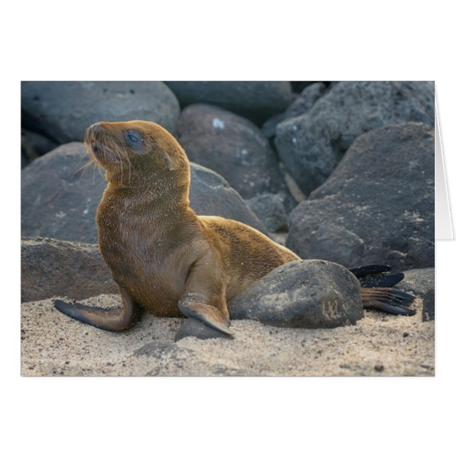 Galapagos Sea Lion (Front Horizontal)