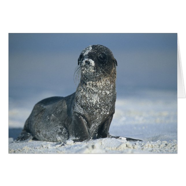 Galapagos Sea Lion (Front Horizontal)