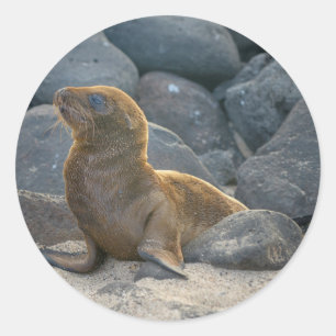 Galapagos Sea Lion Classic Round Sticker