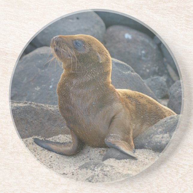 Galapagos Sea Lion Coaster (Front)