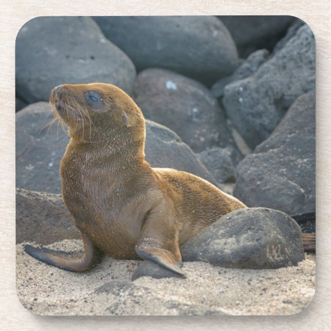 Galapagos Sea Lion Coaster (Front)