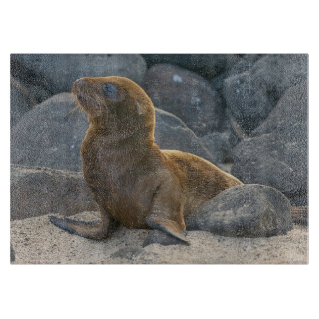Galapagos Sea Lion Cutting Board (Front)