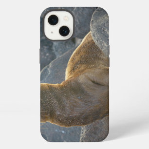 Galapagos sea lion iPhone case
