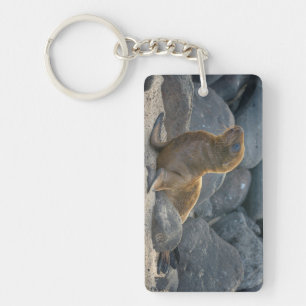 Galapagos Sea Lion Key Ring