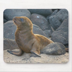 Galapagos Sea Lion Mouse Pad