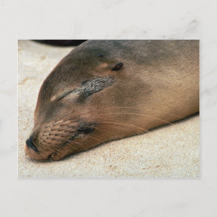 Galapagos Sea Lion Postcard