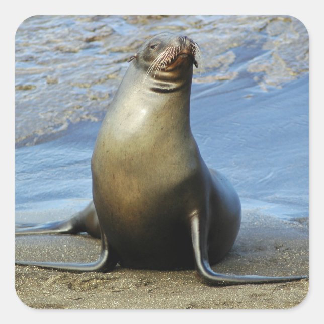 Galapagos Sea Lion Sticker 1 (Front)