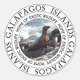 GALAPAGOS SEALS ROUND