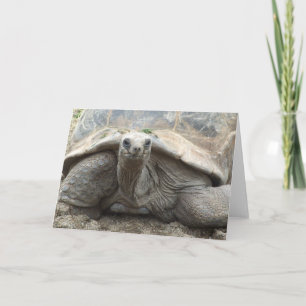 Galapagos Tortoise Card