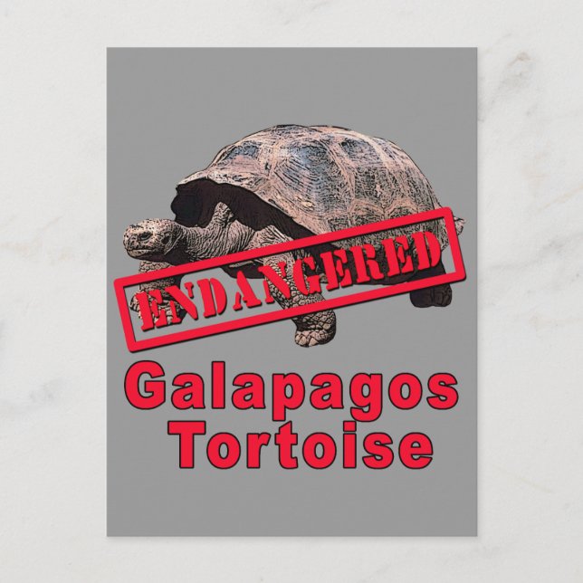 Galapagos Tortoise  Endangered Art Tshirts Postcard (Front)