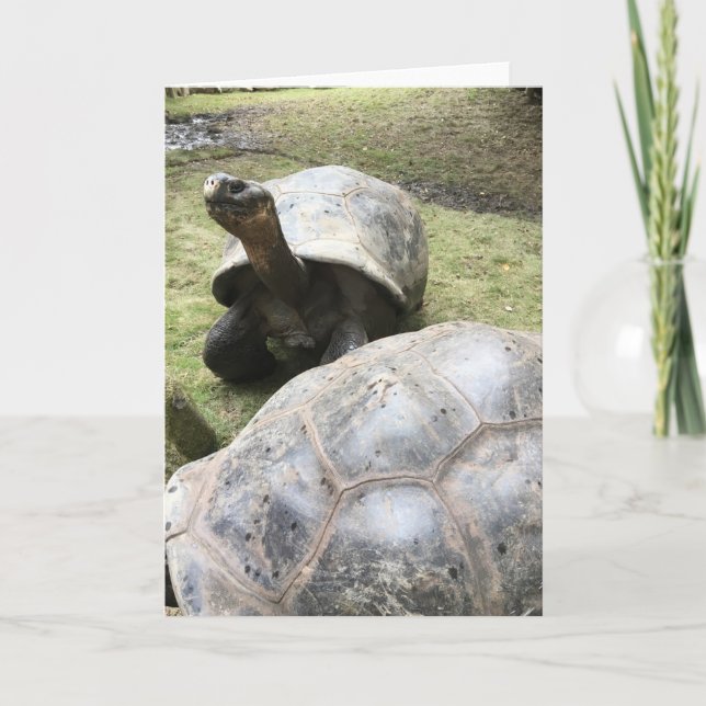 galapagos tortoise greeting card #2 (blank inside) (Front)