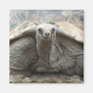 Galapagos Tortoise Magnet