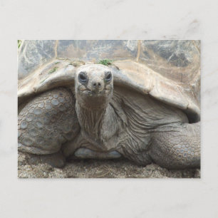 Galapagos Tortoise Postcard