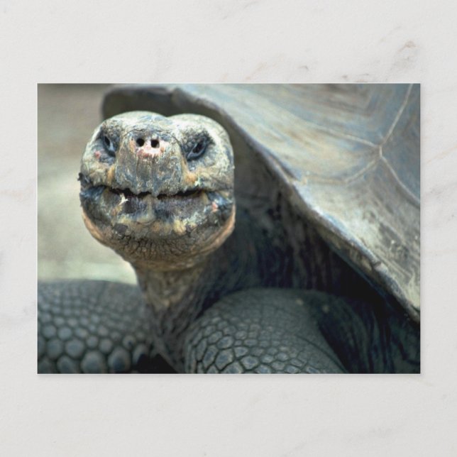 Galapagos Tortoise Postcard (Front)