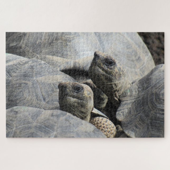 galapagos tortoises jigsaw puzzle (Horizontal)