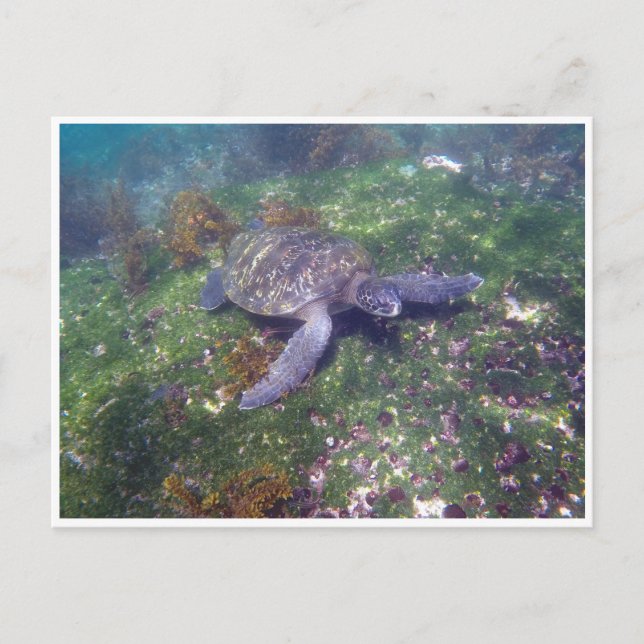 galapagos turtle postcard (Front)