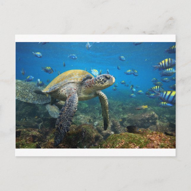 Galapagos turtles swimming in lagoon postcard (Front)
