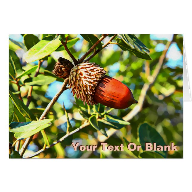 Galilee Acorn (Front Horizontal)