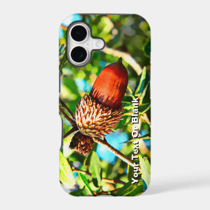 Galilee Acorn