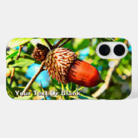 Galilee Acorn