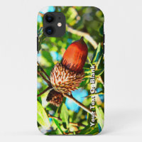 Galilee Acorn