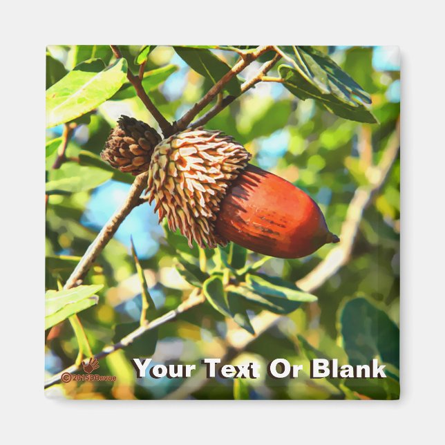 Galilee Acorn Magnet (Front)