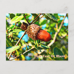 Galilee Acorn Postcard