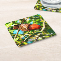 Galilee Acorn