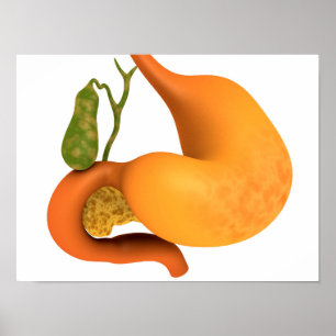 Gall Bladder With Stomach Poster