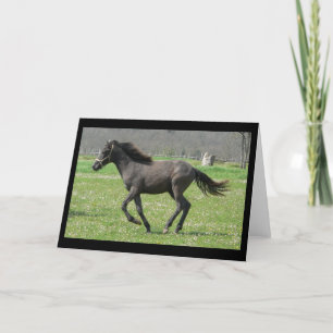 Galloping Colt Greeting Card