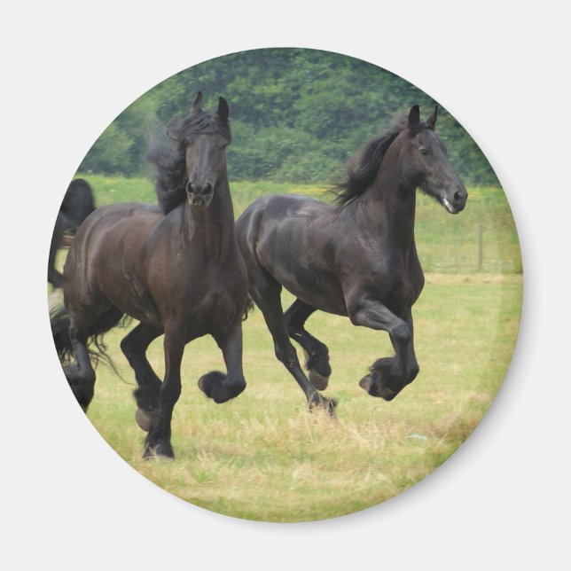 Galloping Friesian Horses  Magnet (Front)