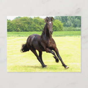 Galloping Horse Postcard