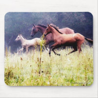 Galloping Horses Photography