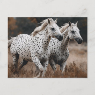Galloping Leopard Appaloosa Horses Postcard