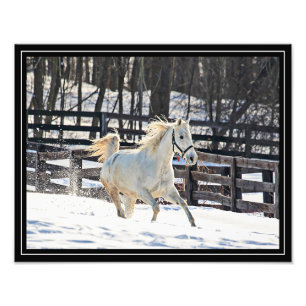 Galloping White Horse Photo Print