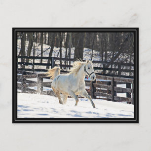 Galloping White Horse Postcard