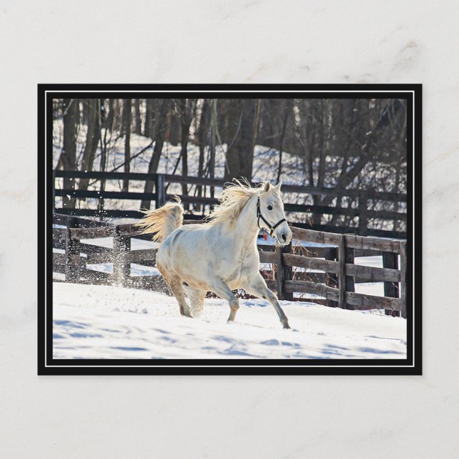 Galloping White Horse Postcard (Front)