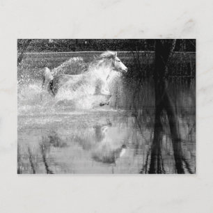 Galloping White Water Horse Postcard
