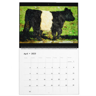 Galloway Cow Cattle Watercolour Paintings Calendar