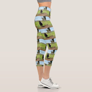 Galloway Cow In The Country, High Capris Leggings,