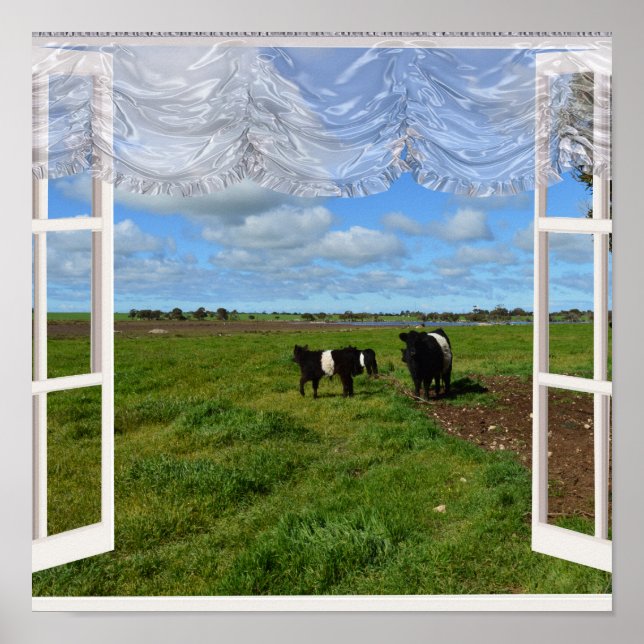 Galloway Cows Through a Window, Poster (Front)